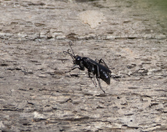 Aculeata