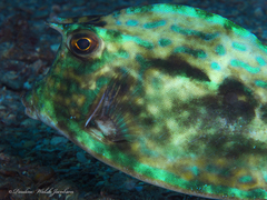 Acanthostracion quadricornis