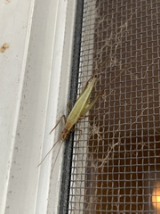 Oecanthus pini