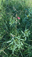 Macroptilium lathyroides