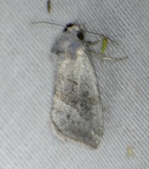 Plagiomimicus caesium