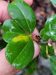 Zanthoxylum punctatum