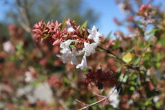 Abelia
