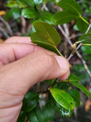 Zanthoxylum punctatum