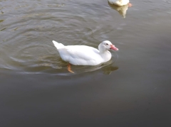 Anas platyrhynchos × Cairina moschata