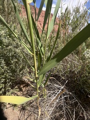 Phragmites australis