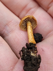 Inocybe