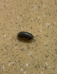 Armadillidiidae