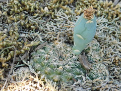 Gymnocalycium calochlorum