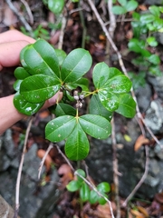 Zanthoxylum punctatum