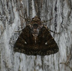 Condica albigera