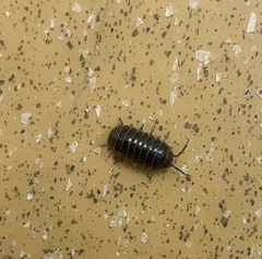 Armadillidiidae