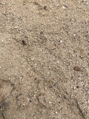 Pogonomyrmex barbatus