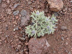 Phacelia sericea