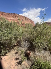 Phragmites australis