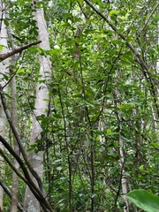 Zanthoxylum punctatum