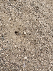 Pogonomyrmex barbatus