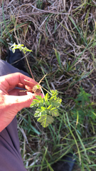 Chaerophyllum tainturieri