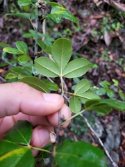 Zanthoxylum punctatum