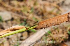 Paragomphus genei