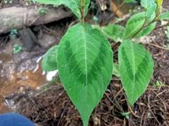 Persicaria filiformis