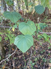 Menispermum canadense