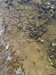 Ludwigia peploides glabrescens