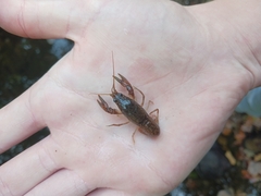 Faxonius virilis
