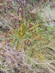 Coleosporium solidaginis