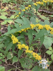 Solidago rugosa