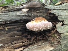 Fomitopsis