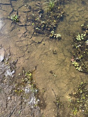 Ludwigia peploides glabrescens