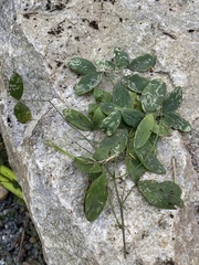 Lathyrus ochroleucus