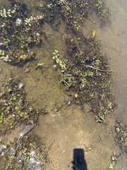 Ludwigia peploides glabrescens