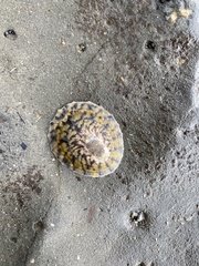 Cellana radians