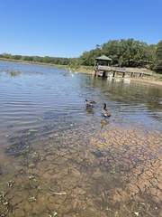 Ludwigia peploides glabrescens