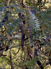 Gleditsia triacanthos