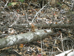 Tamiasciurus hudsonicus