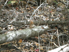 Tamiasciurus hudsonicus