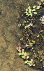 Ludwigia peploides glabrescens