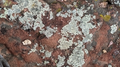 Protoparmeliopsis muralis