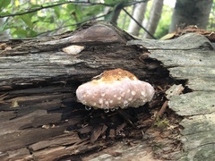 Fomitopsis