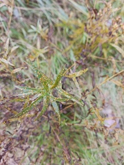 Coleosporium solidaginis