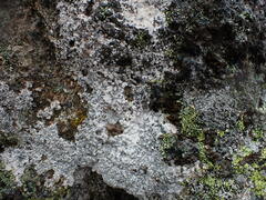 Lecanora rupicola