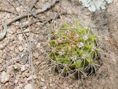 Acanthocalycium spiniflorum