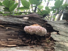 Fomitopsis