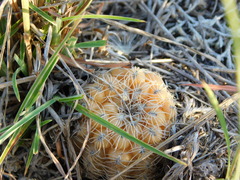 Gymnocalycium calochlorum