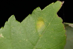 Aculus quinquilobus