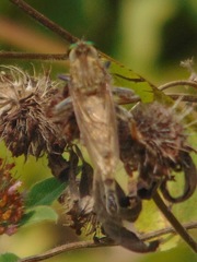 Promachus vertebratus