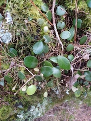 Pyrrosia eleagnifolia